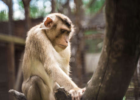 animal monkey is sitting on the tree in the zoo
