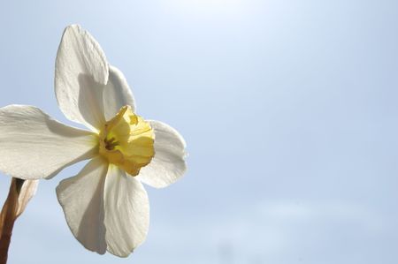 White flower opposite to the sky, the sun shines, the blue skyの写真素材