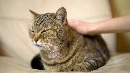 Girl stroking a cat of British breed. The cat lies on the chair closes his eyes of pleasureの写真素材