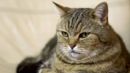 A British cat lies on an armchair and falls asleep. Cat face close up.の写真素材