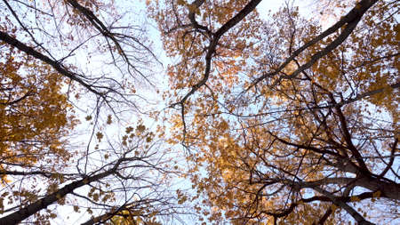 View of the sky among the autumn trees in the forest. Bottom up viewの写真素材