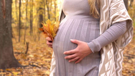 A pregnant woman walks through the autumn forest. Yellow leaves aroundの写真素材