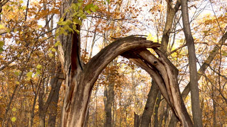Old dead broken tree stands in the autumn forest. Yellow leavesの写真素材