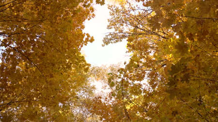 View of the sky among the autumn trees in the forest. Bottom up viewの写真素材