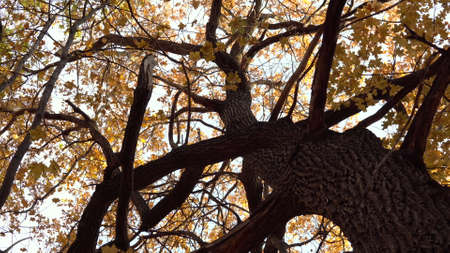 Big old tree in the autumn forest. Panorama from top to bottom. Yellow leaves on treesの写真素材