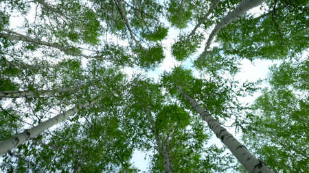 Walking through the birch forest in the summer. Green Forest. View of the trees from the bottom up.の写真素材