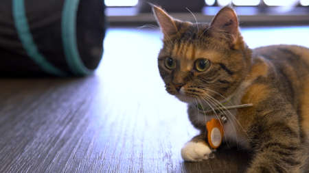 The cat lies on the floor. The cat with orange spots carefully looks to the side.