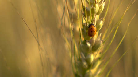 A small insect sits on a yellow wheat spikelet close-up.の写真素材