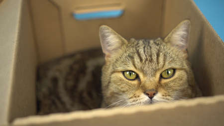 British cat is sitting in an open cardboard box and looking at the camera. Pet close up.