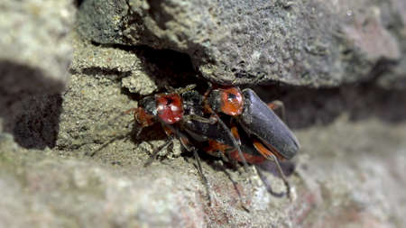 Mating beetles Cantharis rustica. Two beetles have sex. Continuation of the offspring. Macro. 4k