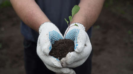 A man holds in his hands a green plant with earth. A man hands a seedling of cabbage into the...