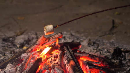 Marshmallow on a stick roasted on a fire close up. Campfire at night.の写真素材