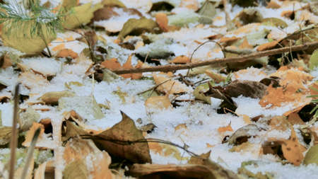 The first snow falls on the fallen yellow leaves. Fine snow falls to the ground close-up.の写真素材