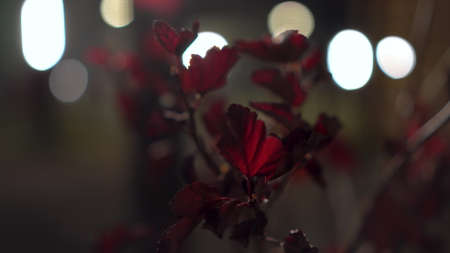 A bush with red leaves close-up against the background of light bulbs at night.の写真素材