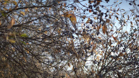 Wild blue berry grows on bushes. Autumn berry on the branches.の写真素材