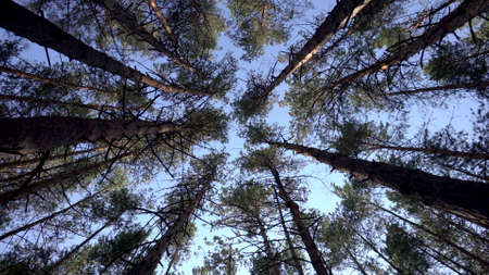 View of the sky among the fir trees. Bottom view in the coniferous forest