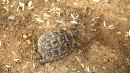 The little turtle is crawling. Wild nature. The turtle is slowly crawling. View from aboveの写真素材