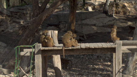 African macaques are sitting on the bridge. Monkeys in the vastness of Africa. Animal in captivityの写真素材