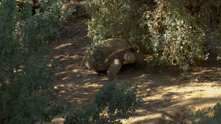 A large African tortoise crawls on the ground. Turtle in the vastness of Africa. Animals in the wildの写真素材