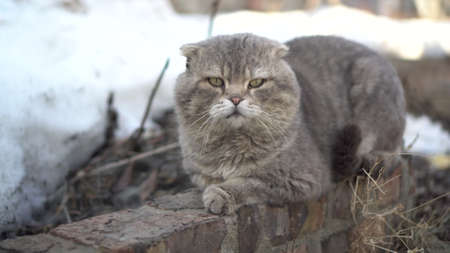 Lop-eared Scottish gray cat lies on the street against a background of snow. Stray cat.の写真素材