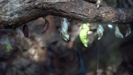 Several butterfly pupae on a branch in the terrarium behind glass. Walk in the zoo.の写真素材