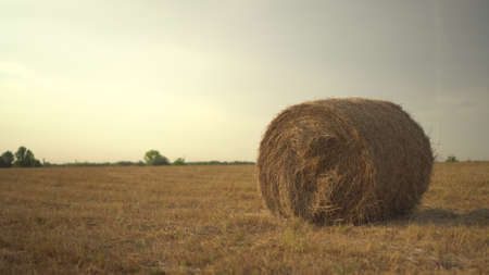 Swirling haystack in a field. Harvesting in the field.の写真素材