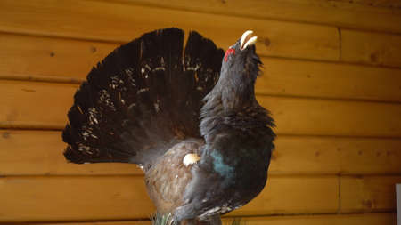 Stuffed black grouse on the wall. Scenery wood grouse in a hunting house. The camera is moving.の写真素材