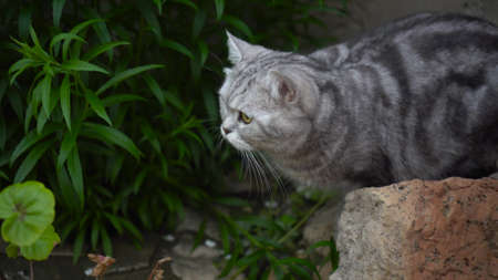 British breed cat walks in nature and eats green grass. Domestic cat on a walk.の写真素材