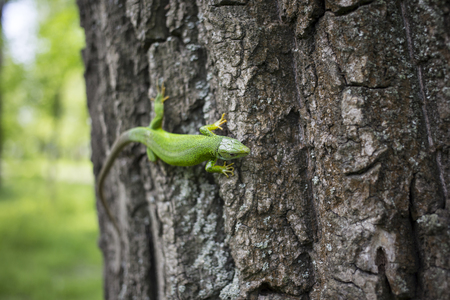 Green lizard - Green lizard with a long tail standing on a piece of woodの写真素材