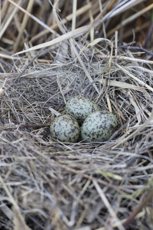 gull chicks hatch from eggsの写真素材
