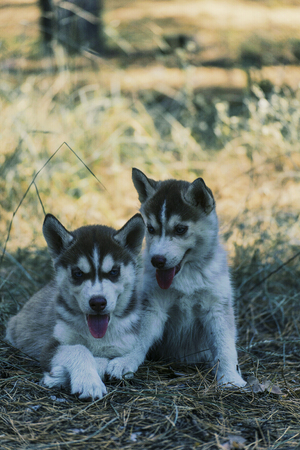A boy is playing in the woods with Husky puppies.の写真素材
