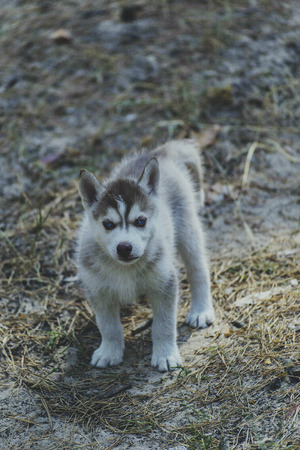 A boy is playing in the woods with Husky puppies.の写真素材