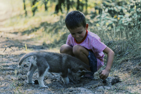A boy is playing in the woods with Husky puppies.の写真素材