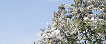branch of bird cherry with flowersの写真素材
