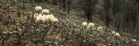 wild forest in the Siberian taigaの写真素材