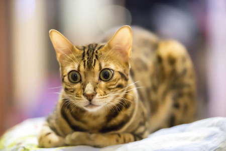 a young female Bengal cat at home restingの写真素材