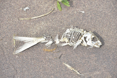 thrown on the sandy shore of the Bay the fish died in the sun