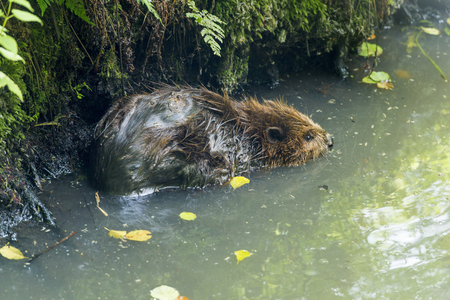 forest otter rodent in its natural habitat in the pondの写真素材