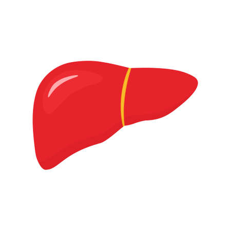 Liver icon shape. Human internal organ anatomy symbol in flat style. Vector illustration isolated on white backgroundのイラスト素材