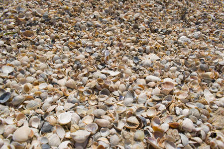 The day off at the beach. Seashells by the sea