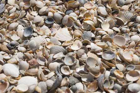 Small seashells near the sea are beautiful