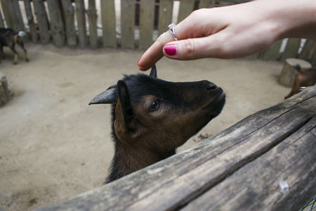 A man stroking a goat is very sweet and funnyの写真素材