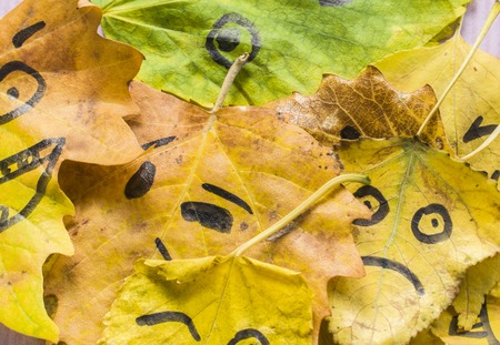 A lot of smiley leaves lieの写真素材
