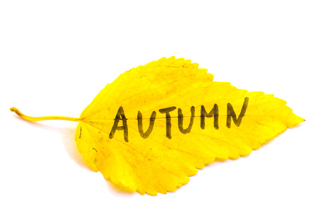 Yellow leaves with an inscription Autumn on an isolated white backgroundの写真素材