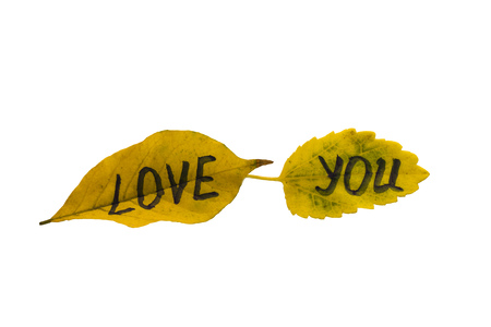 Yellow leaves with the inscription love you on a isolated white backgroundの写真素材