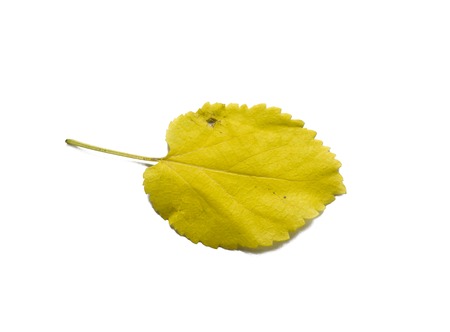 Yellow leaf on isolated white backgroundの写真素材