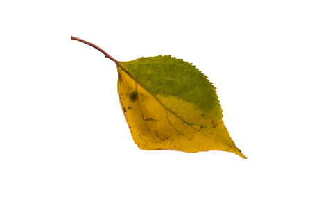 Yellow green leaf on isolated white backgroundの写真素材