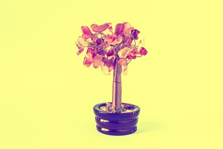 Money tree on an orange background. Tree prien moneyの写真素材