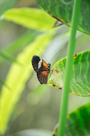 The European Peacock (Aglais io) is a colorful butterfly, found in Europe and temperate Asia as far...