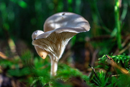 Golden-orange mushrooms grow from a decaying log in a serene forest setting. The textured fungi...